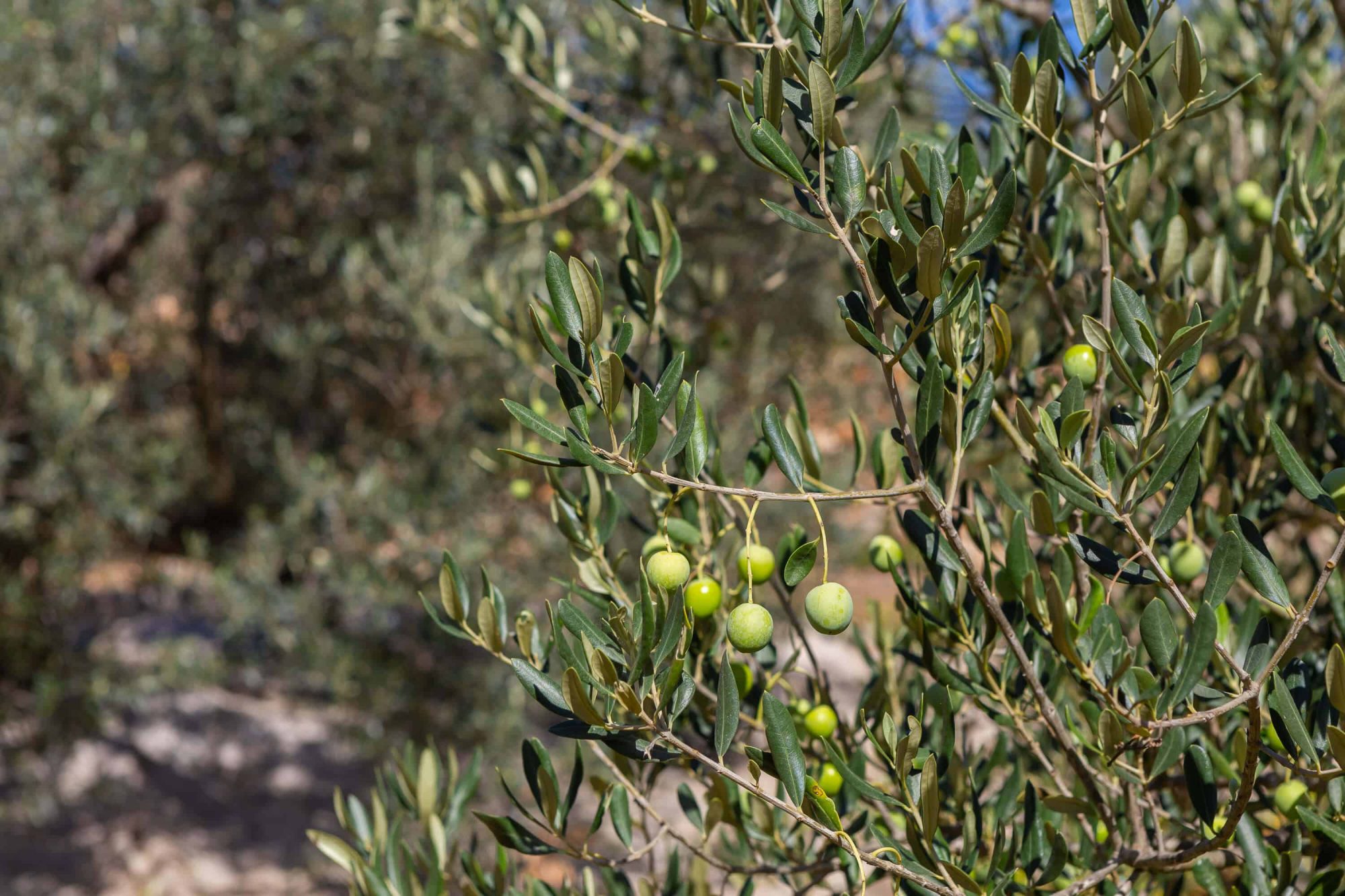 berba-maslina-nai-3.3.-047