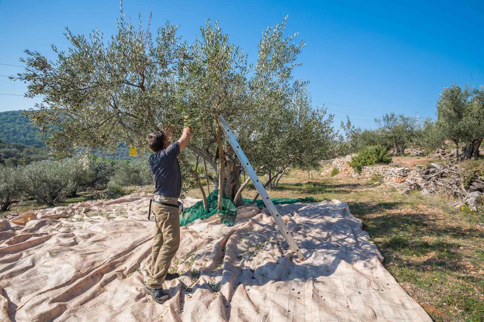 olive-picking-villa-nai